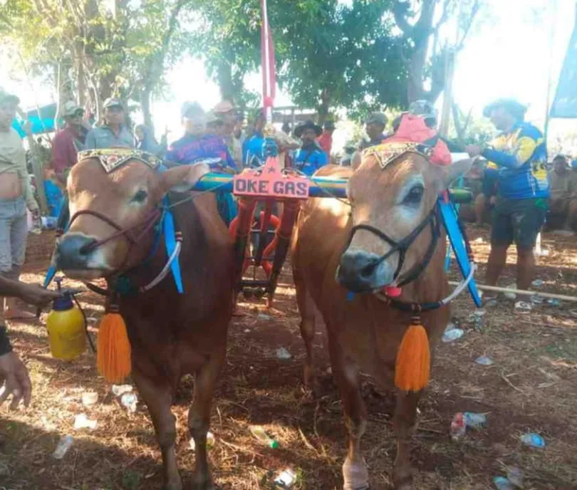 Karepan Sapi Geliatkan Ekonomi Pelaku UMKM Di Pulau Sapudi