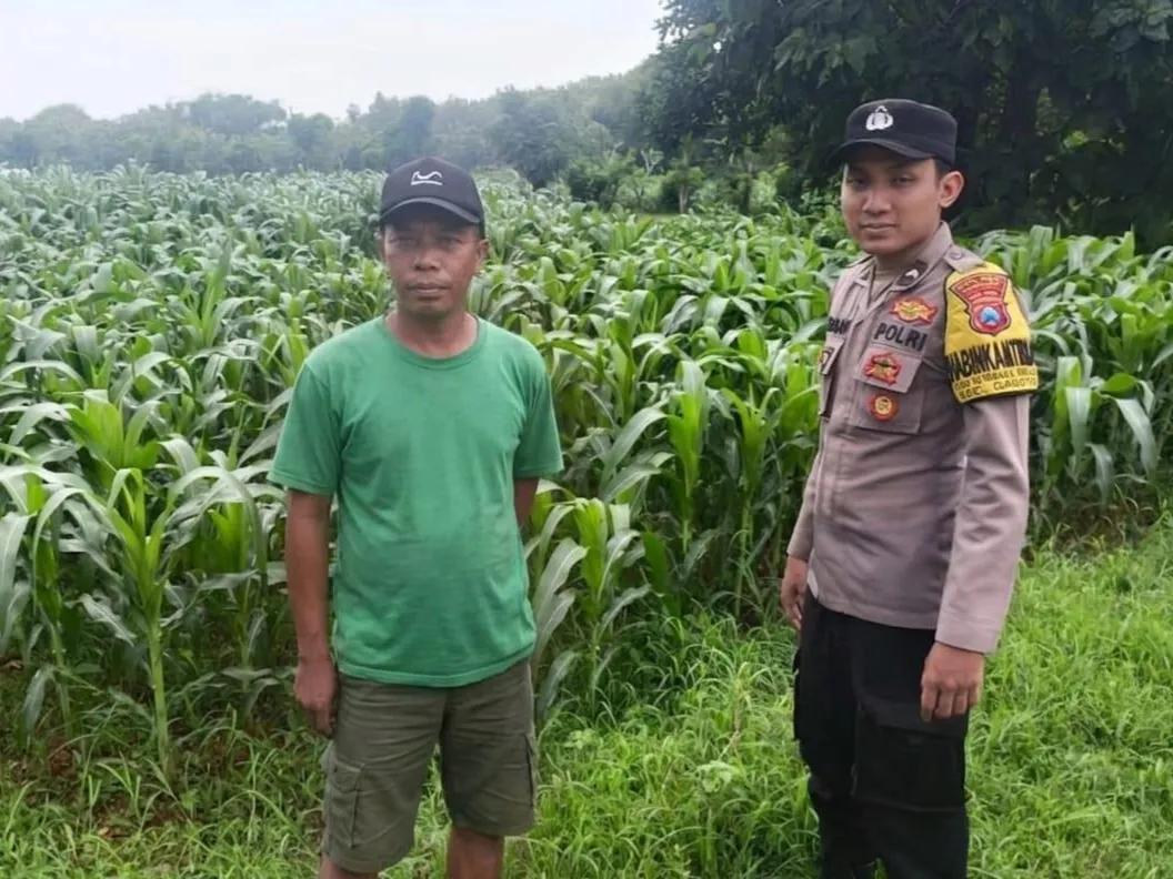 Dukung Ketahanan Pangan, Polsek Ganding, Pantau Pertumbuhan Tanaman Jagung