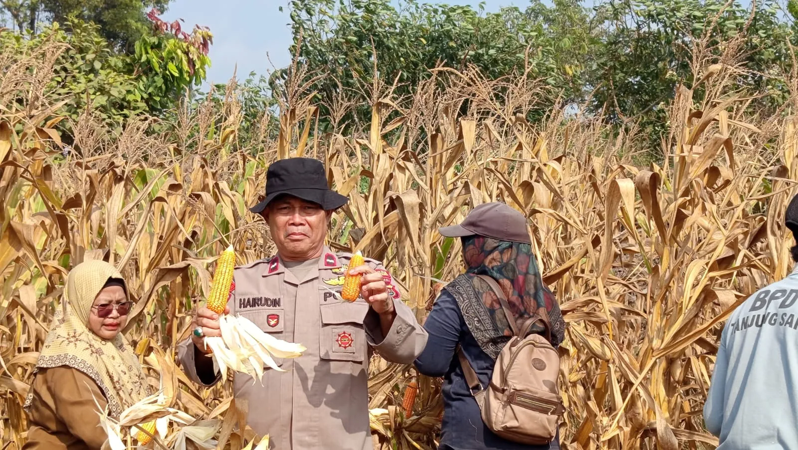 Program Ketahanan Pangan, Kapolsek Bahar Selatan Hadiri Panen Raya Jagung Desa Tanjung Sari
