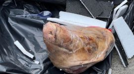 Foto kelapa Babi dikirimkan ke Kantor Tempo untuk cara meneror