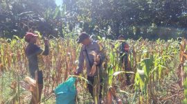 Kegiatan Polsek Kadur dalam mendukung ketahanan pangan nasional.