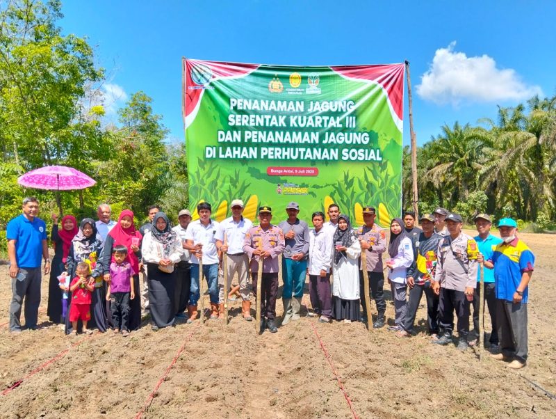 PT SGN bersama Kapolsek tabir selatan dan pemerintah desa melakukan penanaman jagun dilahan perhutanan sosial 