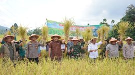 Bupati Merangin panen padi 