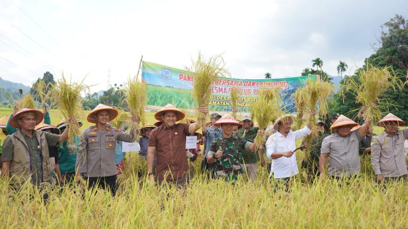 Bupati Merangin panen padi 