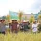 Bupati Merangin panen padi 