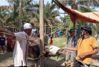 Foto ilustrasi Bantai Adat kerbau 