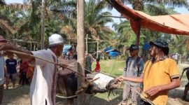 Foto ilustrasi Bantai Adat kerbau 