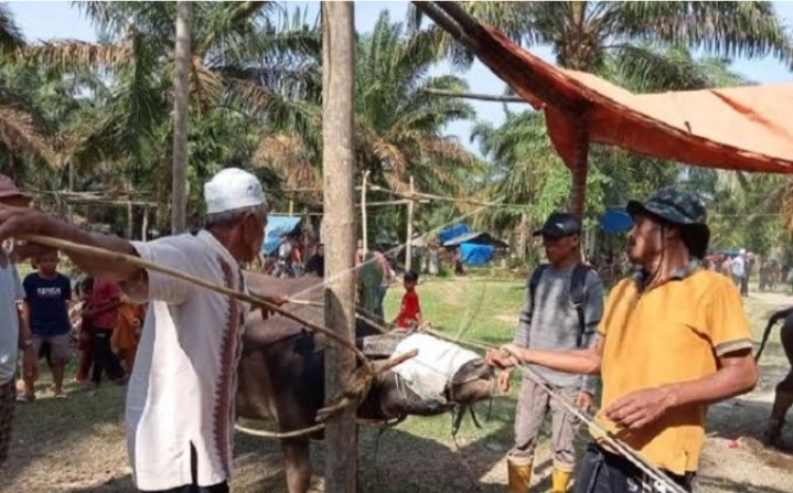 Foto ilustrasi Bantai Adat kerbau 