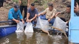 Foto Penyebaran benih ikan/dokumen -transatu id