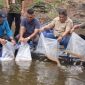 Foto Penyebaran benih ikan/dokumen -transatu id