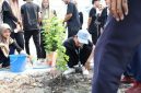 Terlihat mahasiswa Universitas Trunojoyo Madura melakukan penanaman bibit anggur.