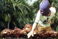 Poto ilustrasi curi sawit 