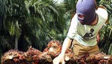 Poto ilustrasi curi sawit