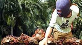 Poto ilustrasi curi sawit 