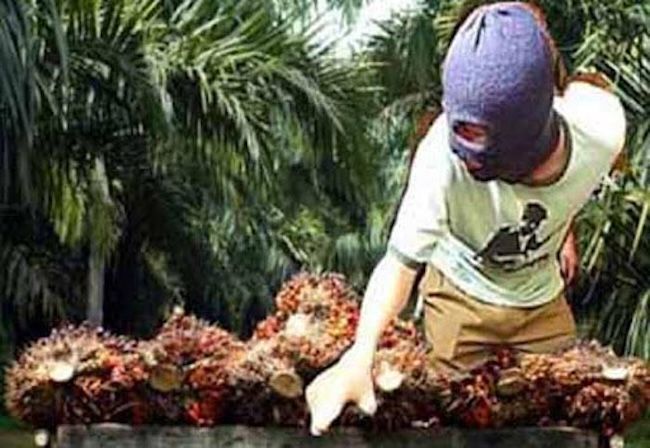 Poto ilustrasi curi sawit 