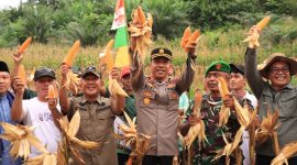 Wabup Kapolres panen jagung 