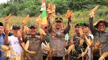 Wabup Kapolres panen jagung 
