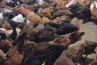 BUMDES Muara Langeh Siap Pasarkan Ayam Kampung ke pedagang 
