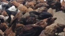 BUMDES Muara Langeh Siap Pasarkan Ayam Kampung ke pedagang 