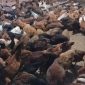 BUMDES Muara Langeh Siap Pasarkan Ayam Kampung ke pedagang 