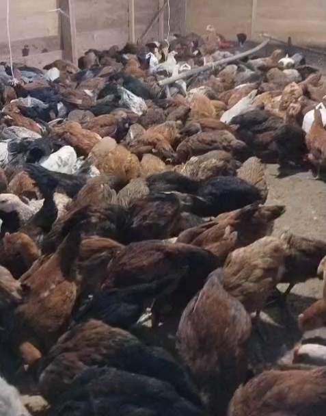 BUMDES Muara Langeh Siap Pasarkan Ayam Kampung ke pedagang 
