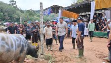 Bupati Merangin Syukur pantau kerbau sebelum dipotong di bukit perentak pangkalan jambu 