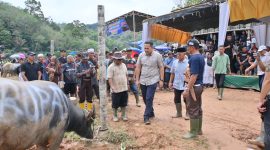 Bupati Merangin Syukur pantau kerbau sebelum dipotong di bukit perentak pangkalan jambu 