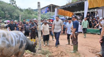 Bupati Merangin Syukur pantau kerbau sebelum dipotong di bukit perentak pangkalan jambu 