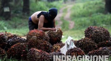 Ilustrasi Dugaan Pencurian TBS Kelapa Sawit. (Kabar Tamiang)