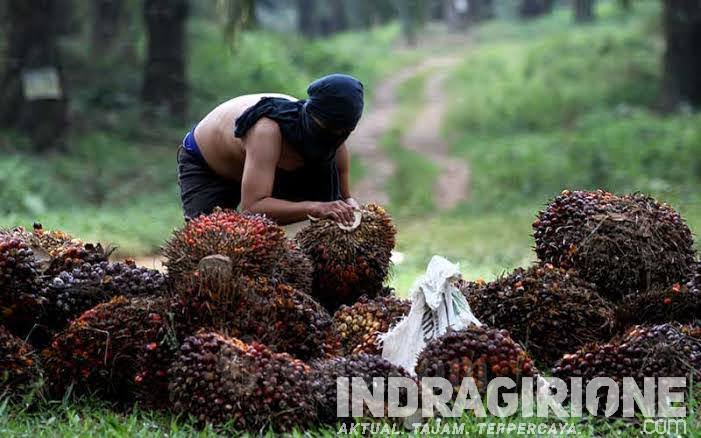 Ilustrasi Dugaan Pencurian TBS Kelapa Sawit. (Kabar Tamiang)