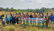Panen jagung Program Ketahanan Pangan