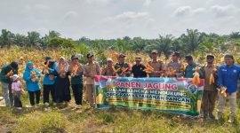 Panen jagung Program Ketahanan Pangan 